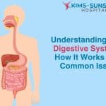 Understanding the Digestive System: How It Works and Common Issues