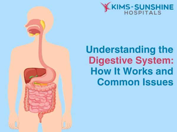 Understanding the Digestive System: How It Works and Common Issues