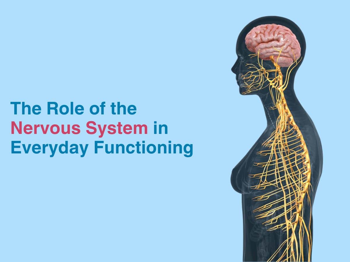 The Role of the Nervous System in Everyday Functioning