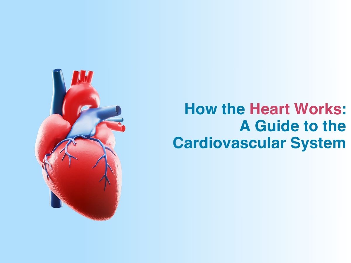 How the Heart Works: A Guide to the Cardiovascular System